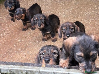 Dachshund dogs - Advert 35