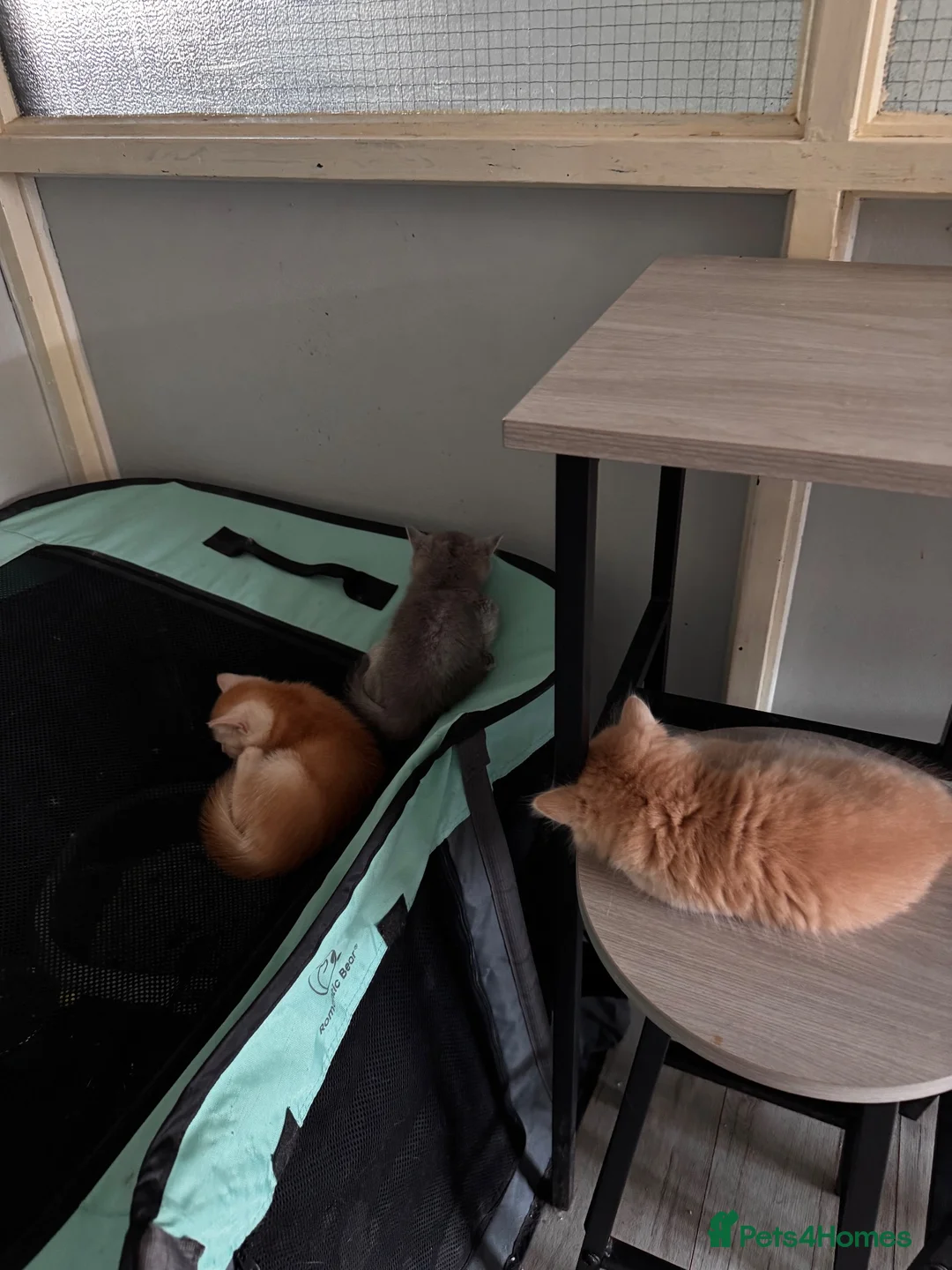 Scottish Fold cats for sale: Scottish straight kittens❤️ - Advert 2