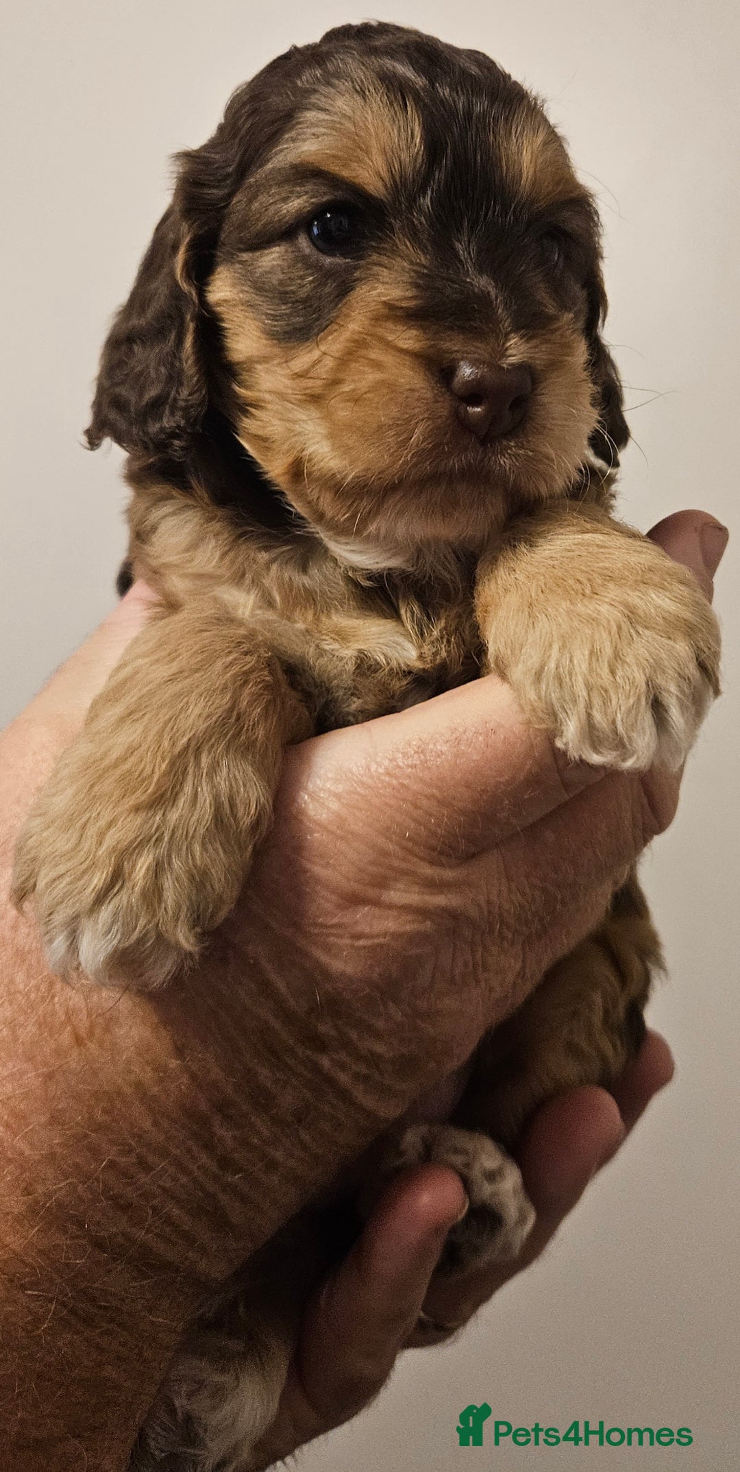 Cockapoo dogs for sale: Chocolate sable Cockapoo puppies - Image 7