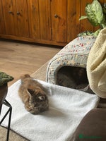 Persian cats - Advert 2