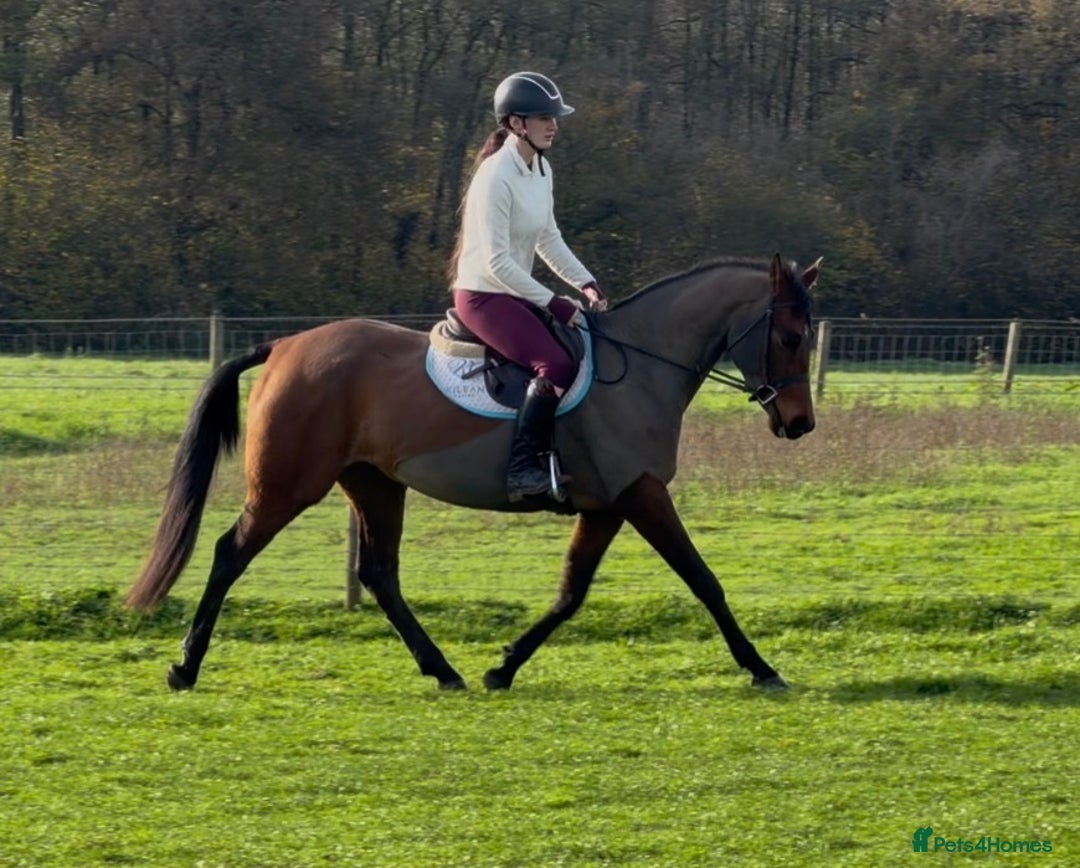 Other Breed horses for sale: Easy Allrounder  - Advert 3