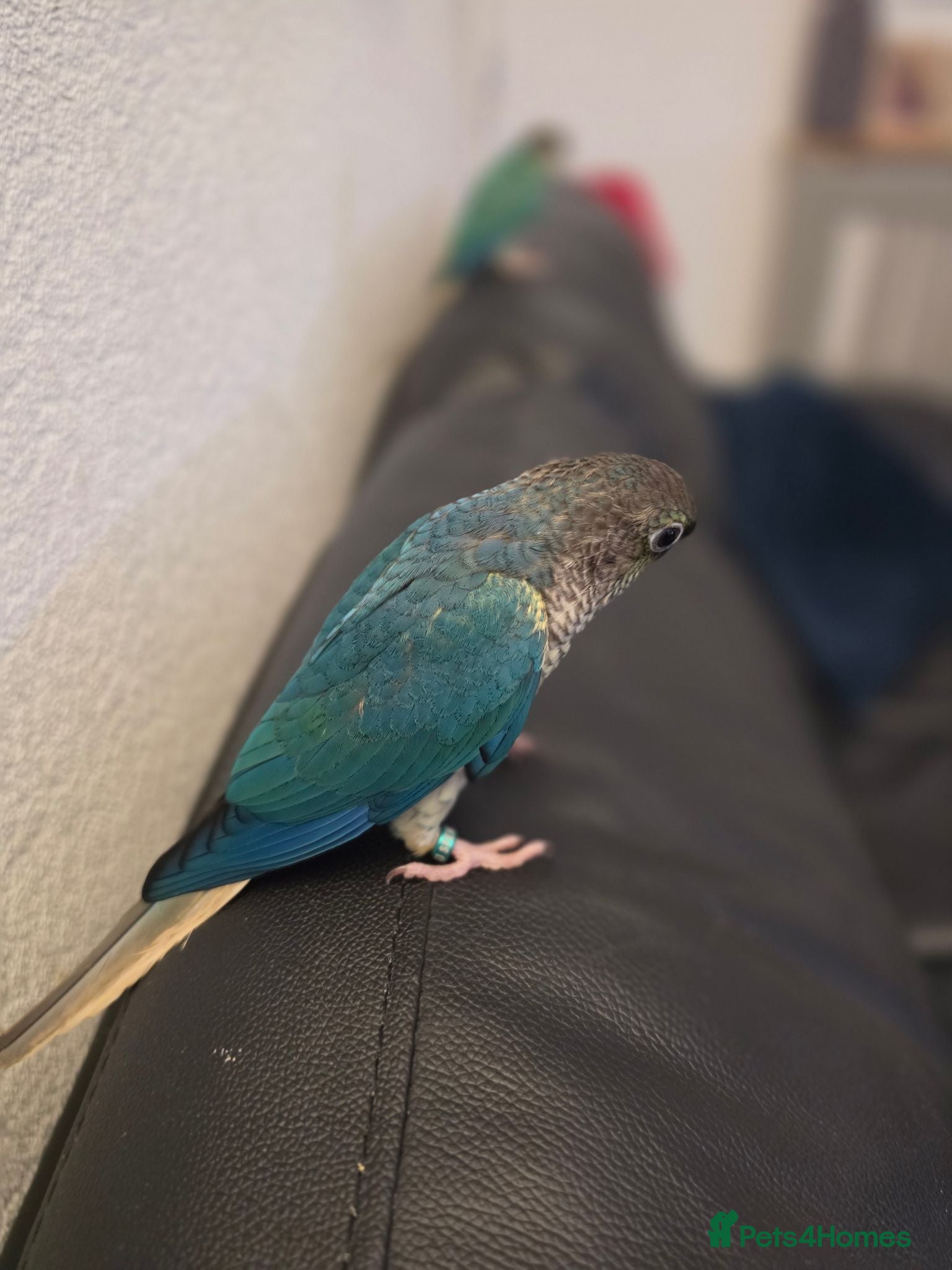 Conures birds Hand reared tame 2 Blue left! - Advert 2
