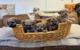 Jack Russell dogs for sale: Beautiful types of broken coated and smoothed  - Image 1