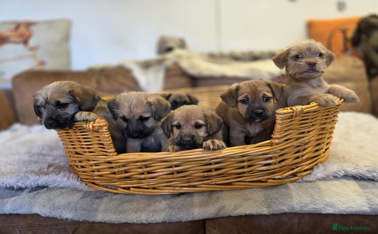 Jack Russell dogs - Advert 1