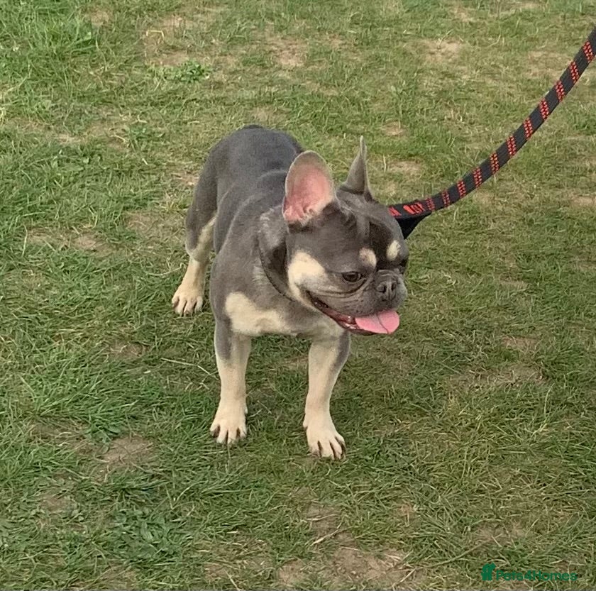 French Bulldog dogs Bailey  - Advert 2