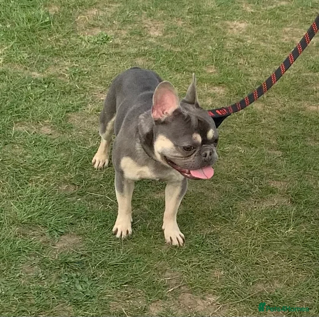 French Bulldog dogs for sale: Bailey  - Advert 1