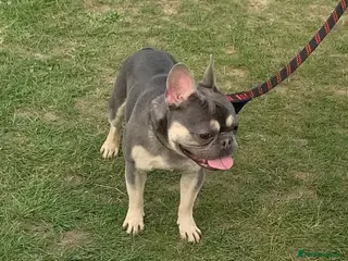 French Bulldog dogs Bailey - Advert 2