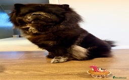 Chow Chow dogs for stud: Chow chow to stud - Image 3