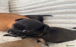 Chihuahua dogs for sale: Absolutely Stunning Little Chihuahua Puppies - Image 25