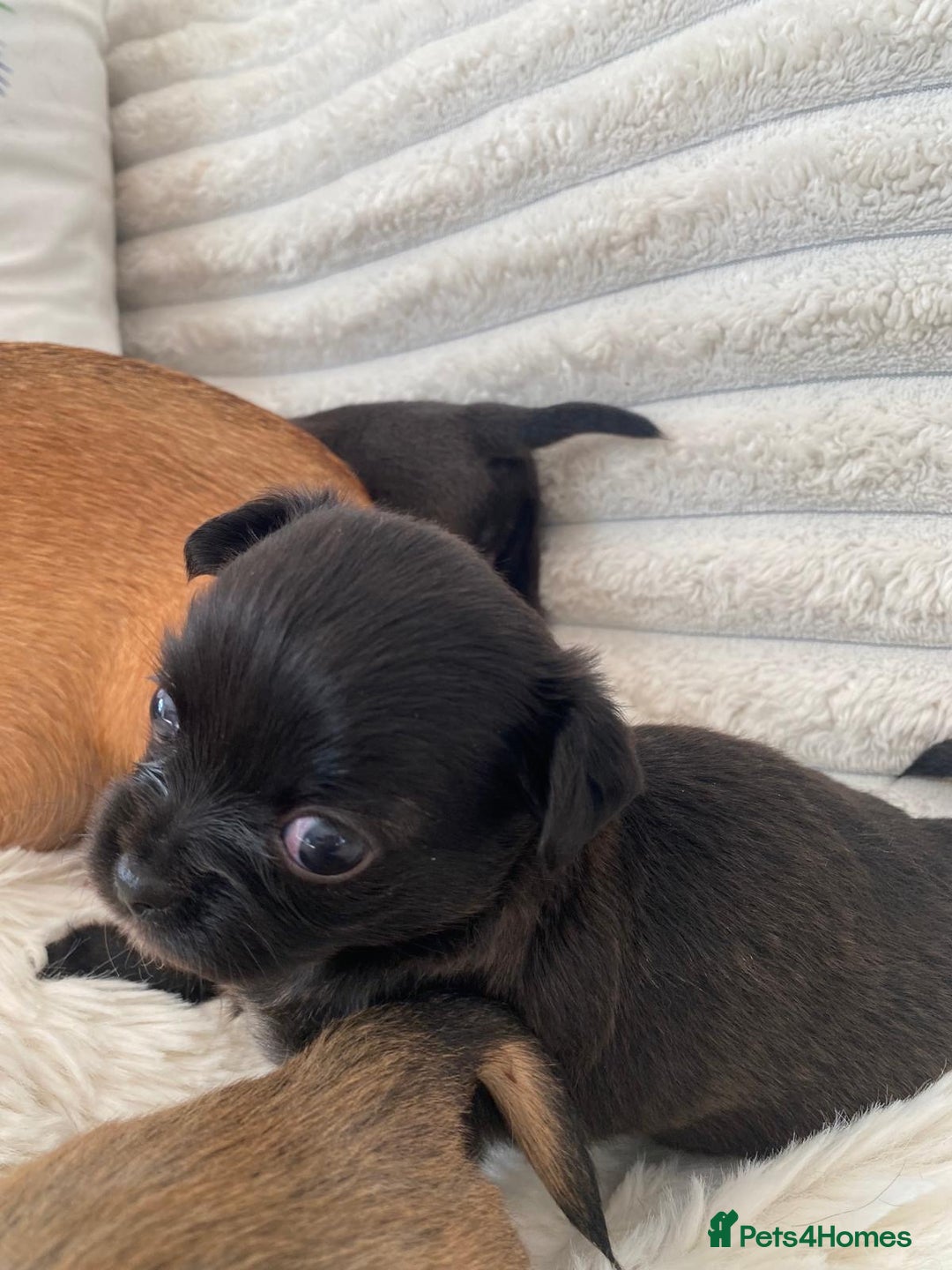Chihuahua dogs for sale: Absolutely Stunning Little Chihuahua Puppies - Image 25