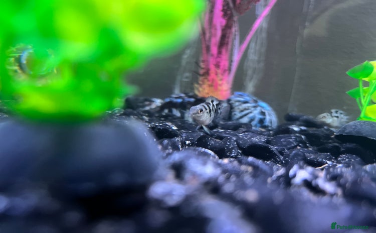 Cichlids fish - Advert 7