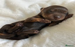 Miniature Dachshund dogs for sale: 🤍🐾🐻 Stunning long hair chocolate & tan 🐻🐾🤍 - Image 2