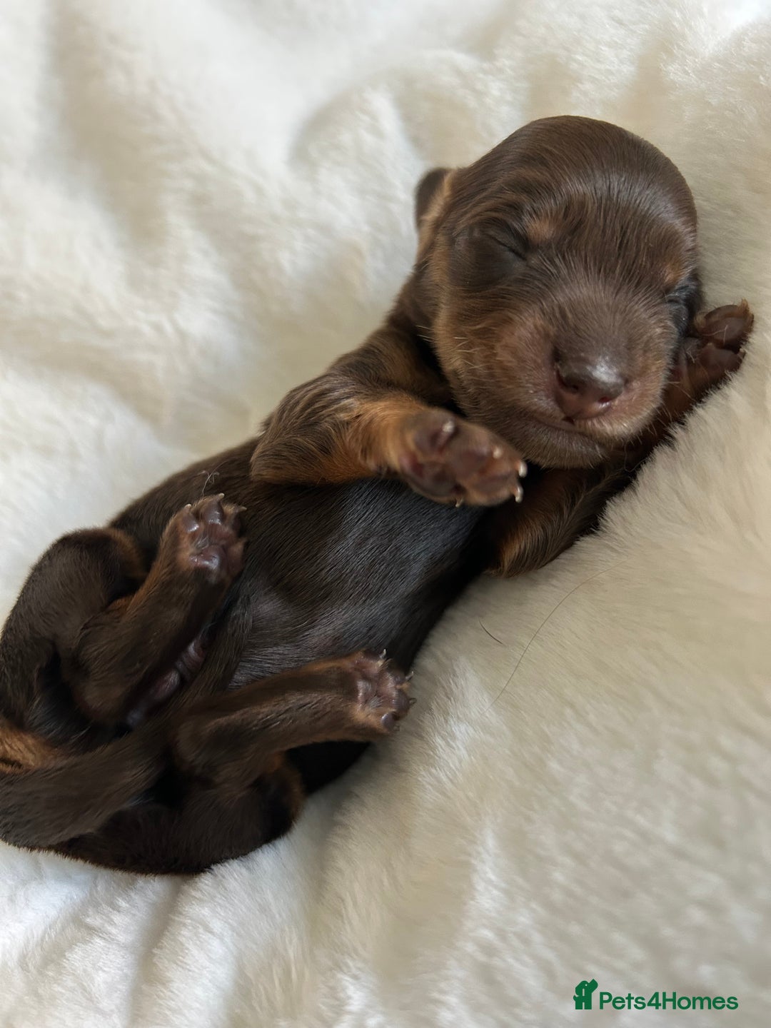 Miniature Dachshund dogs for sale: 🤍🐾🐻 Stunning long hair chocolate & tan 🐻🐾🤍 - Image 2