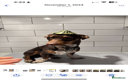 Mixed Breed dogs for sale: Ozzie (aka Weenie) - Miniature Dachshund Cross  - Image 3