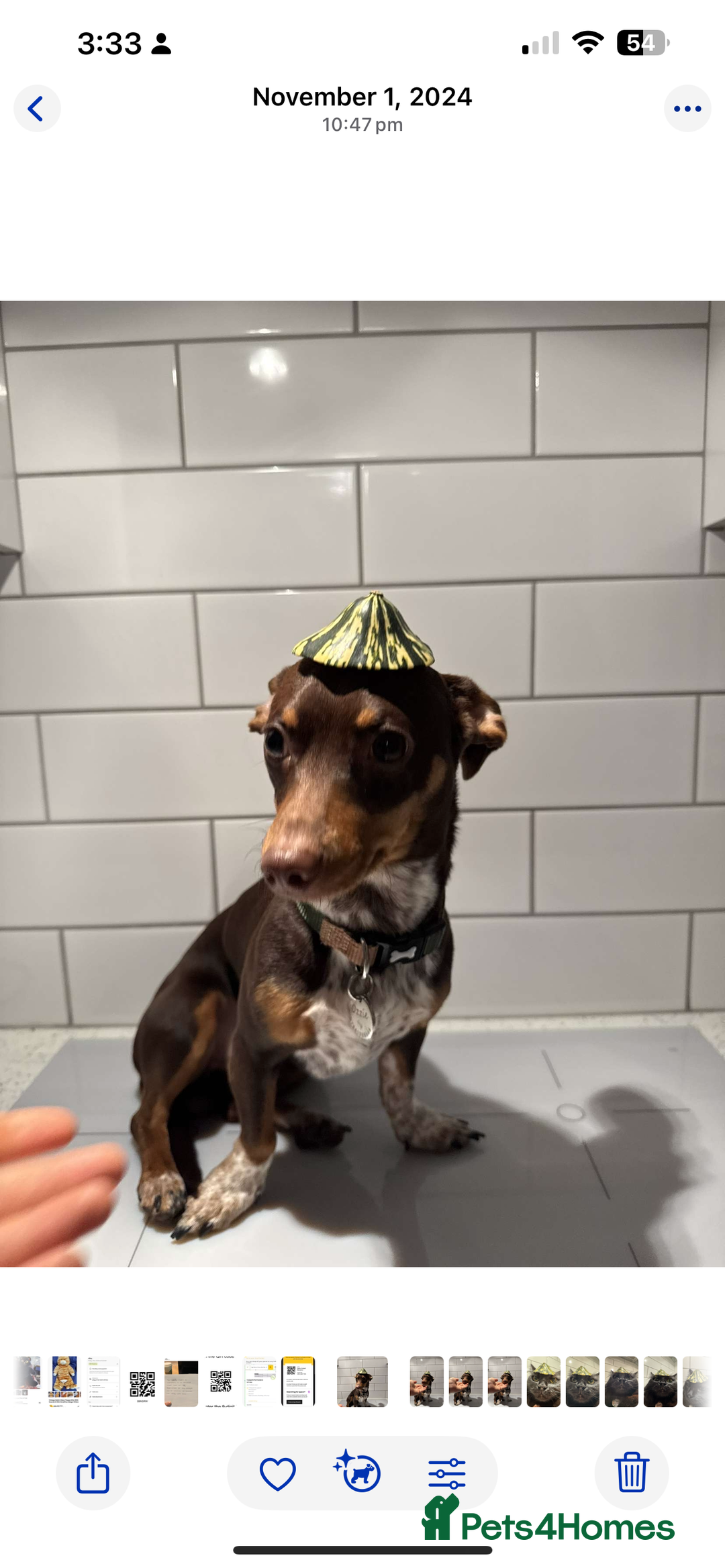 Mixed Breed dogs for sale: Ozzie (aka Weenie) - Miniature Dachshund Cross  - Image 3