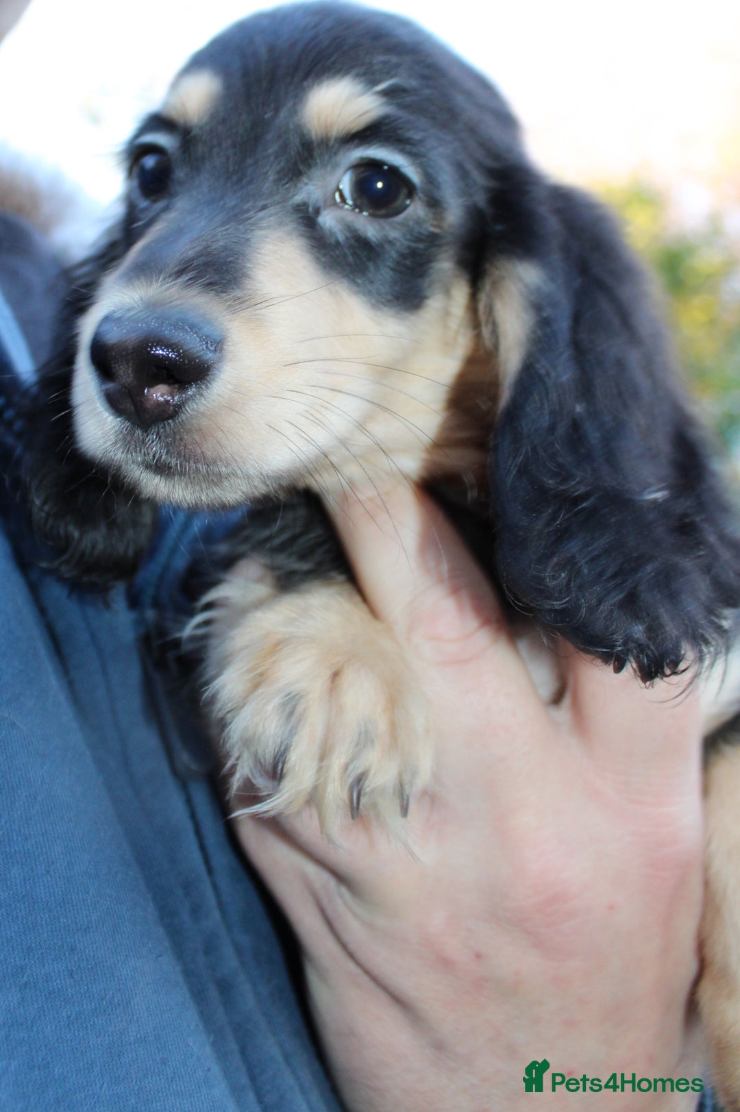 Miniature Dachshund dogs for sale: Long Hair cream  - Advert 11