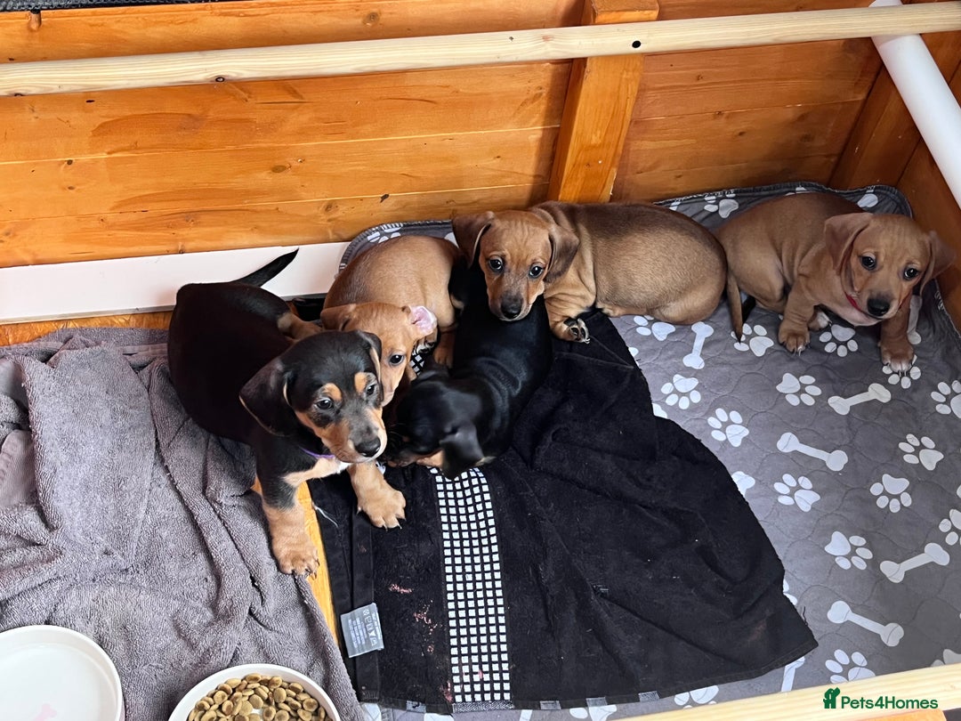 Mixed Breed dogs for sale: 15 week old boy jaxdax , last of the litter of 5  - Image 9