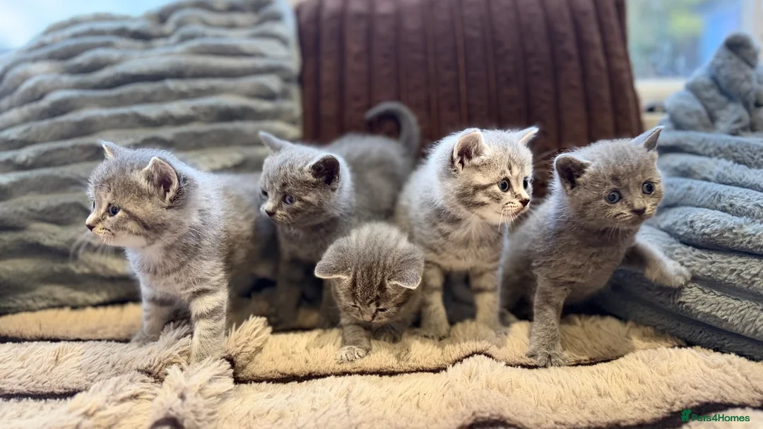 British Shorthair cats for sale: Adorable British Shorthair Blue & Tabby Kittens - Advert 1