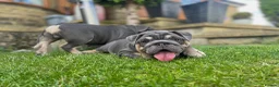 English Bulldog dogs for sale: English bulldogs blue tan fully suited boy & girl - Advert 4