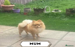 Pomeranian dogs for sale: Adorable Pomeranian Puppies for Sale!  - Image 22
