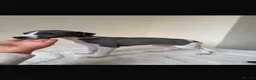 Whippet dogs for sale: Beautiful KC Registered Whippet pups for sale in Whitehaven - Advert 2