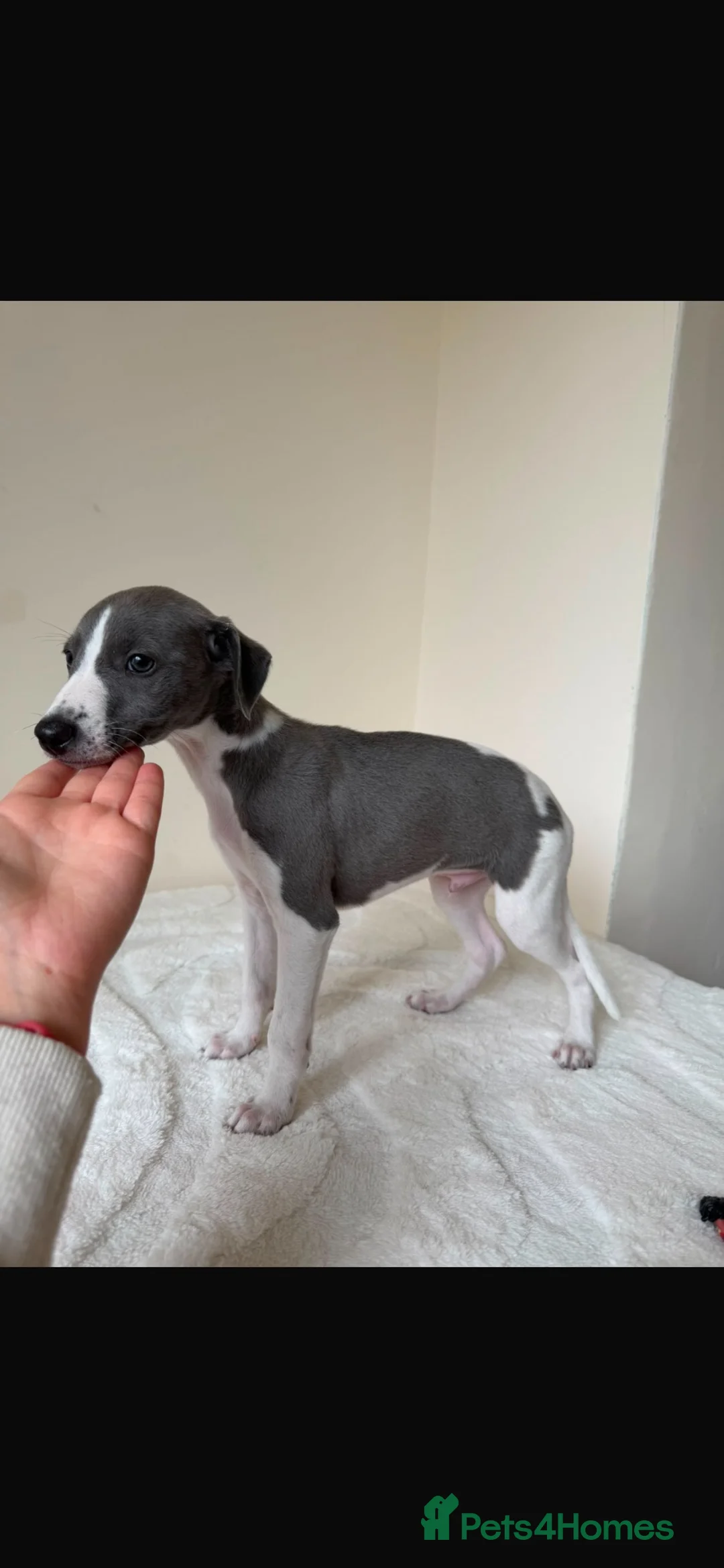 Whippet dogs for sale: Beautiful KC Registered Whippet pups for sale in Whitehaven - Advert 2