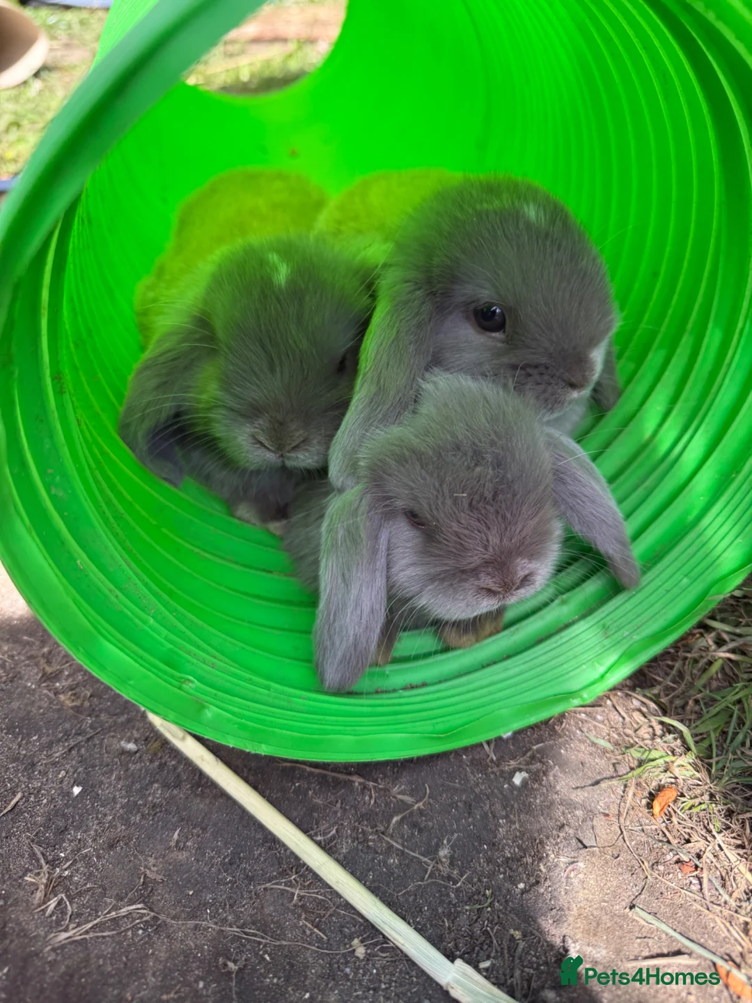 Mini Lop rabbits for sale: ALL RESERVED ♥️ - Advert 1