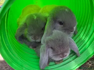 Mini Lop rabbits ALL RESERVED ♥️ - Advert 13