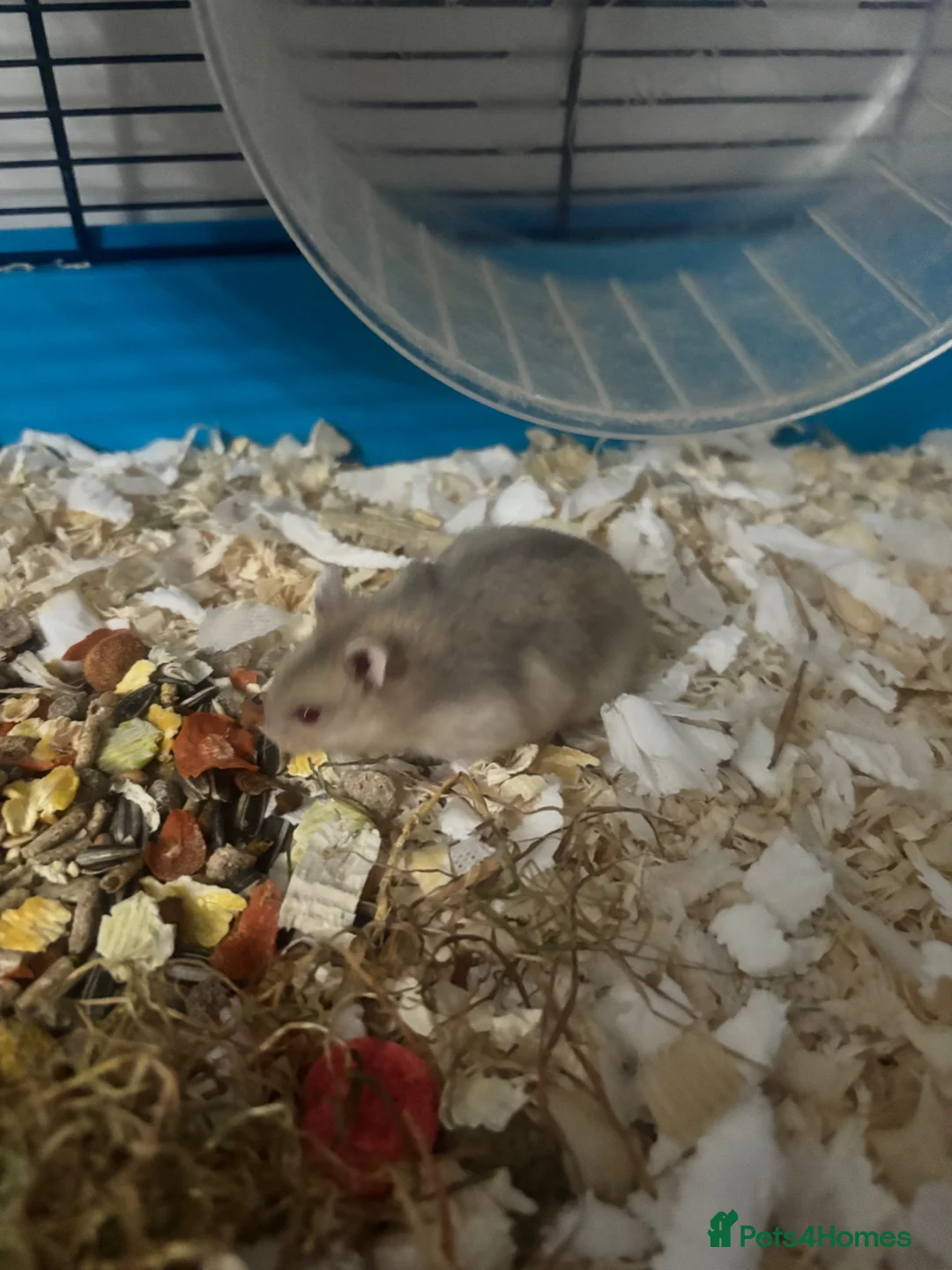 Hamster rodents for sale: 3 week old red eyed dwarf Russian hamsters in Gravesend - Advert 2