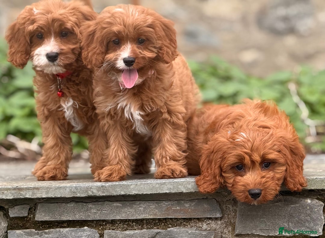 Cavapoo dogs for sale: Outstanding litter of deep red cavapoos - Image 8