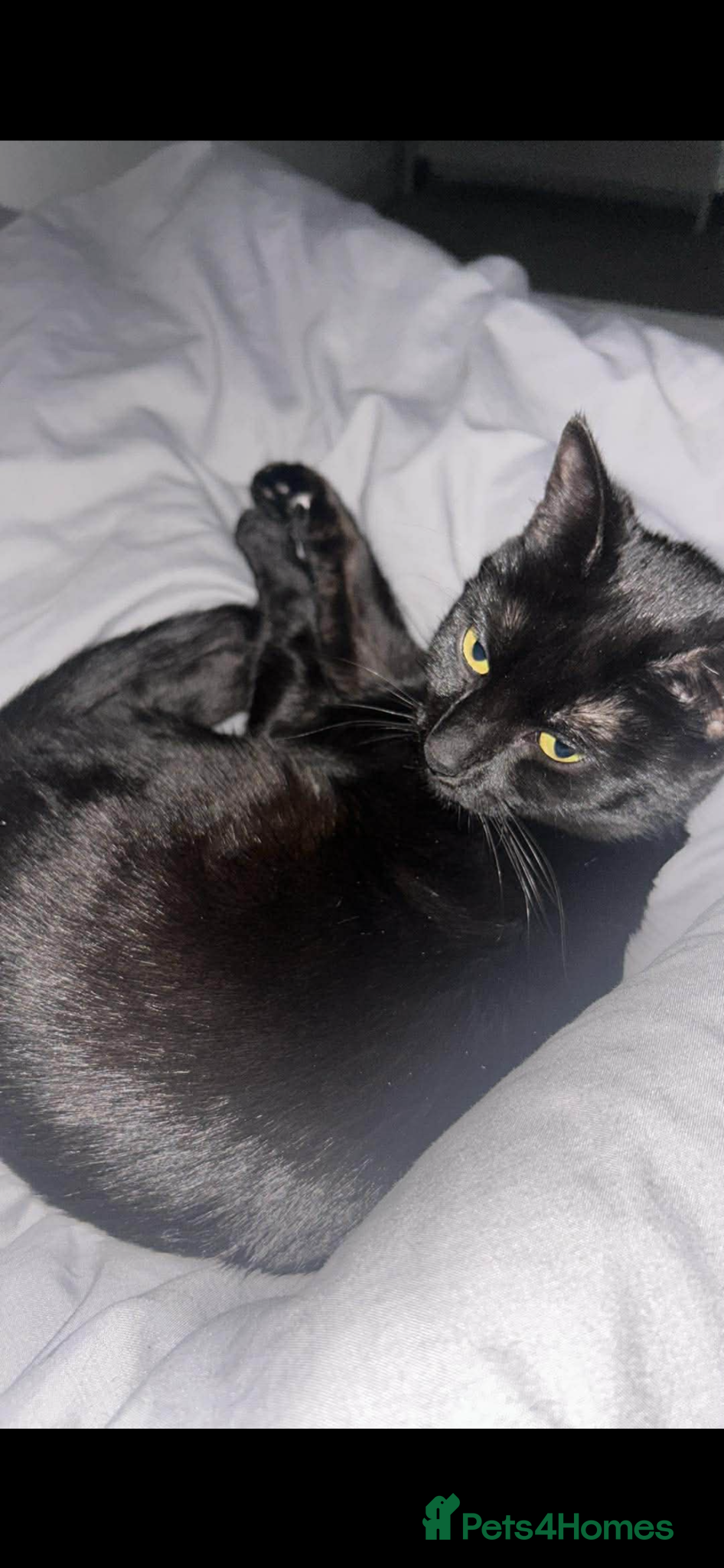 Mixed Breed cats Female kitten - Advert 10