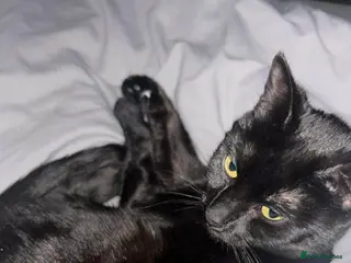 Mixed Breed cats Female kitten - Advert 10