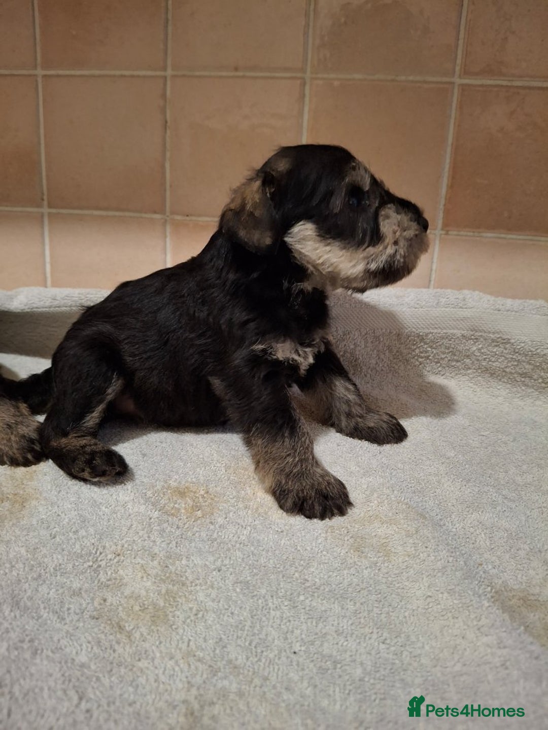 Miniature Schnauzer dogs for sale: KC Reg Miniature Schnauzer Puppies  - Image 9