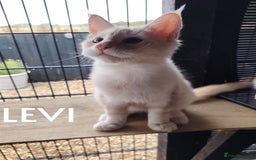 Maine Coon cats for sale: Pure Mainecoon boy Fun, intelligent, home raised. - Image 1