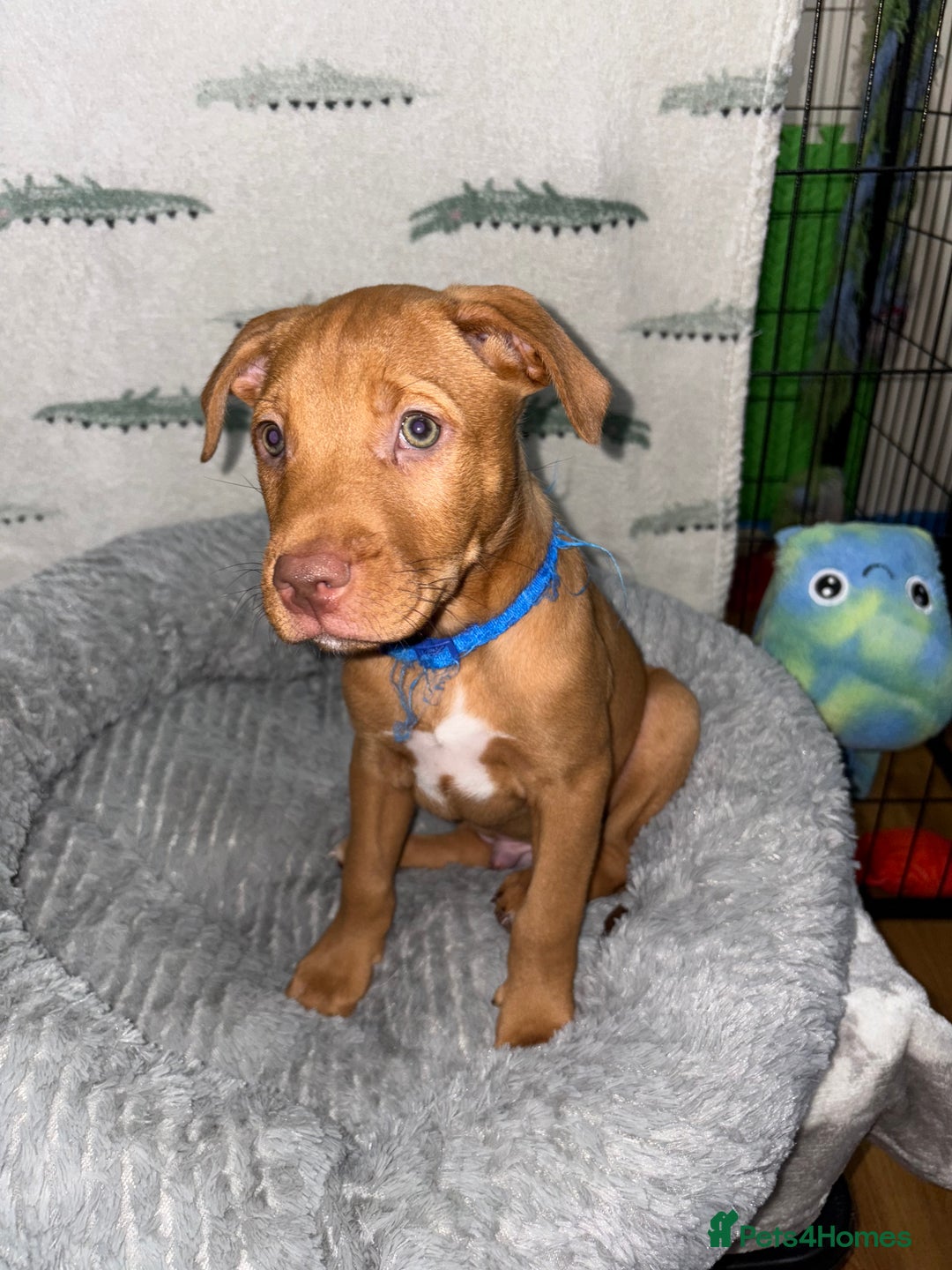 Mixed Breed dogs for sale: 6 Beautiful Fur Babies - Image 9