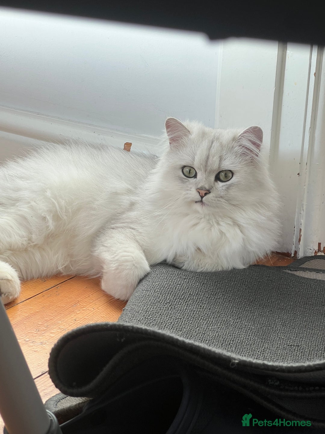 Persian cats for sale: PERSIAN CHINCHILLA - Advert 8