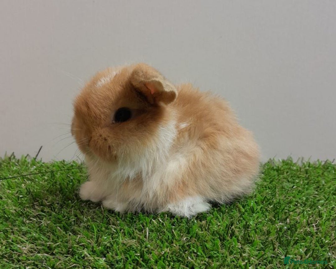 Mini Lop rabbits for sale: Beautiful friendly vaccinated Mini Lops - Image 7