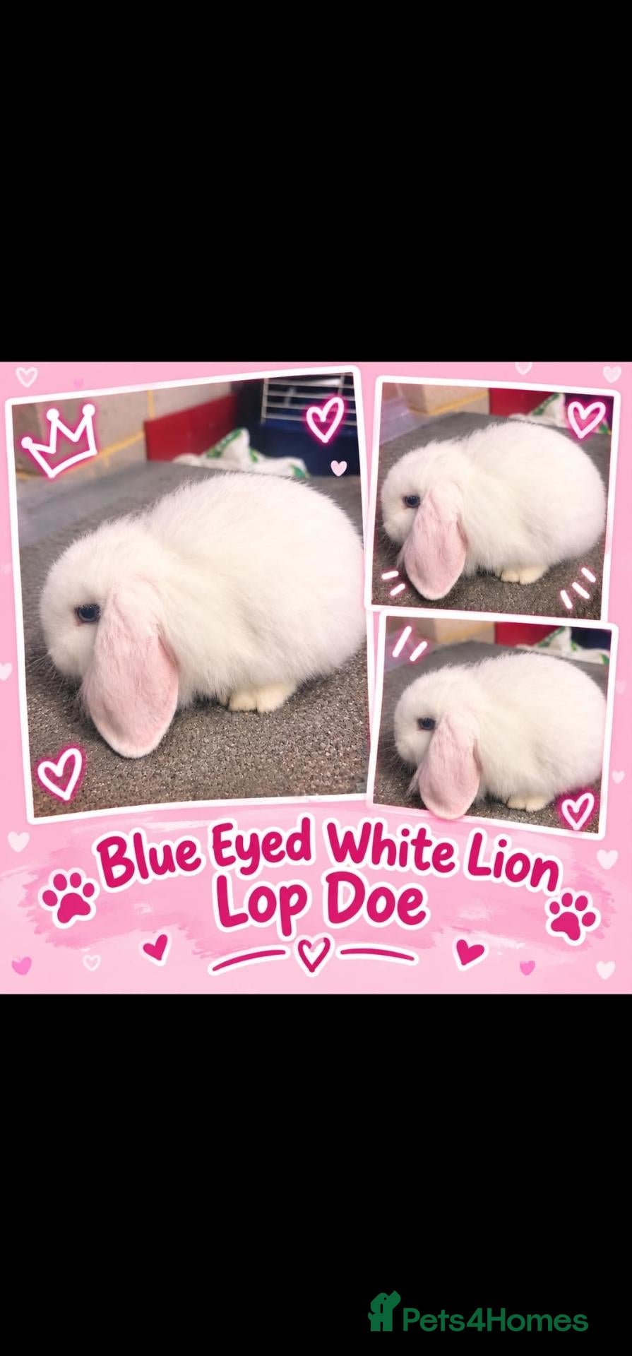 Mini Lion Lop rabbits Blue eyed White Lion Lop Doe - Advert 1