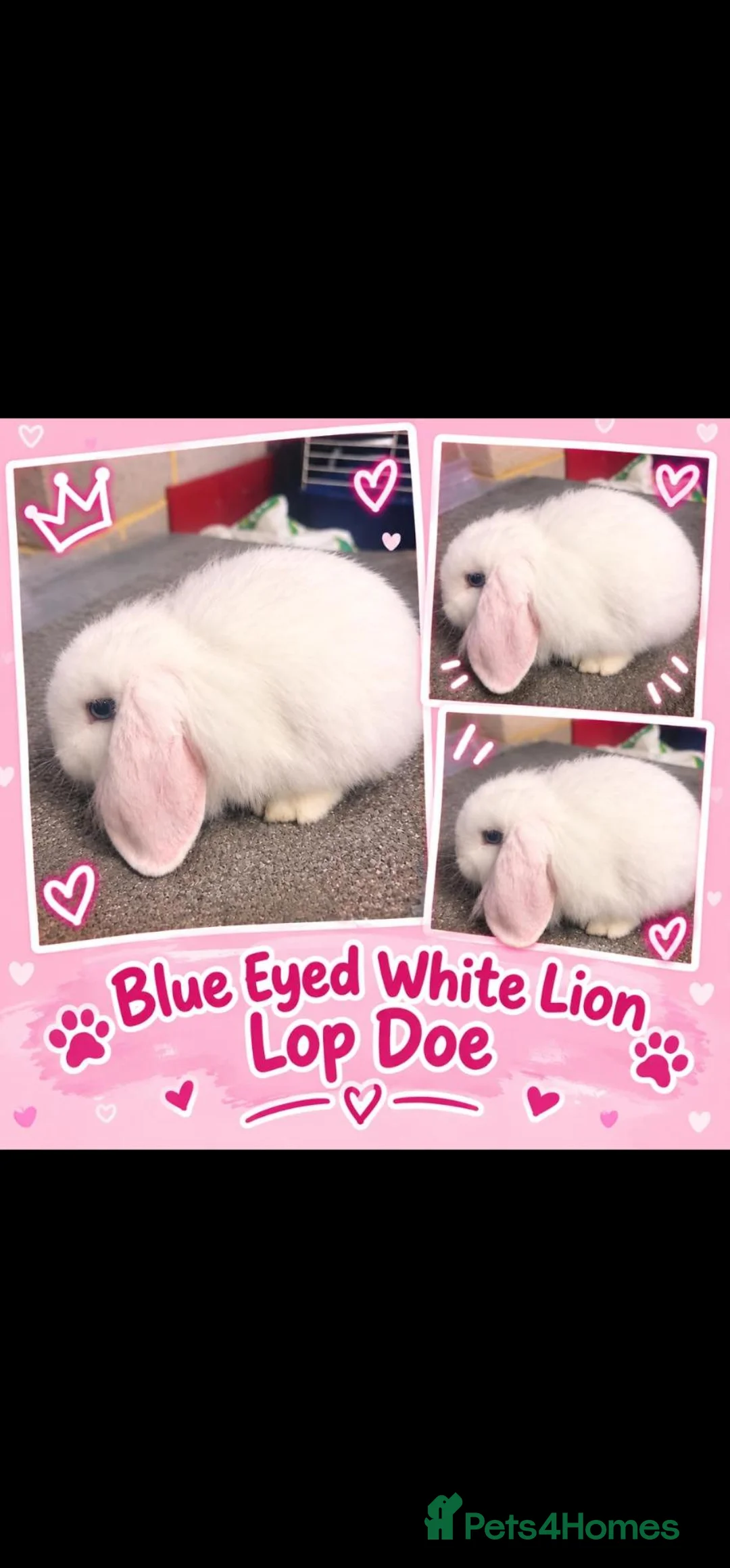 Mini Lion Lop rabbits for sale: Blue eyed White Lion Lop Doe - Advert 1