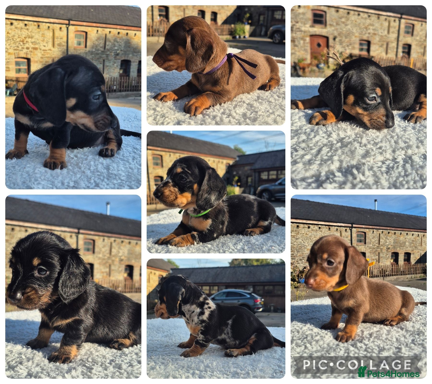 Miniature Dachshund dogs **GIRLS** PRA CLEAR MINIATURE DACHSHUND PUPPIES - Advert 12