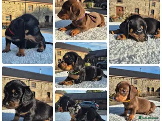 Miniature Dachshund dogs **GIRLS** PRA CLEAR MINIATURE DACHSHUND PUPPIES - Advert 12