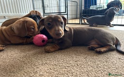 Miniature Dachshund dogs for sale: Miniature Dachshund Pups  in Banbury - Image 30