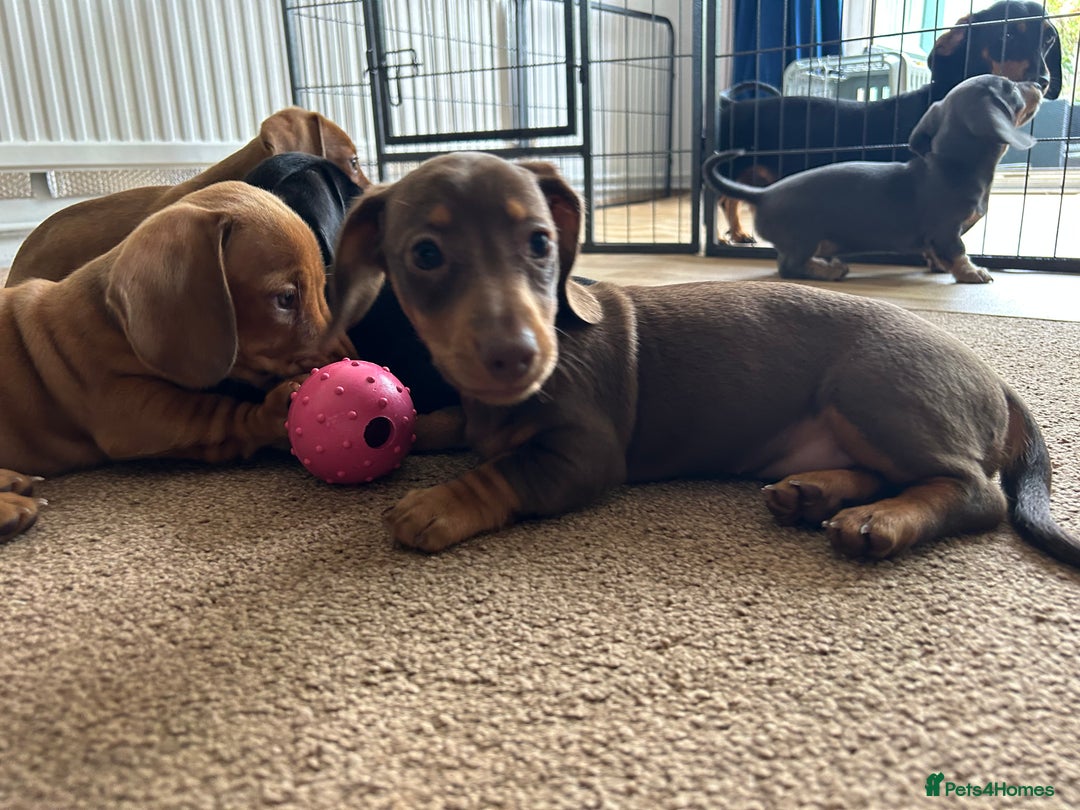 Miniature Dachshund dogs for sale: Miniature Dachshund Pups  in Banbury - Image 30