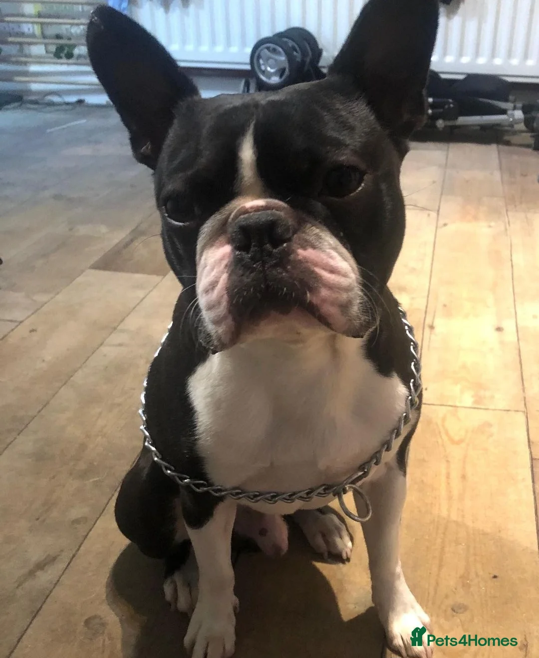 Boston Terrier dogs for stud: BOSTON TERRIER STUD in Lytham Saint Annes - Advert 4