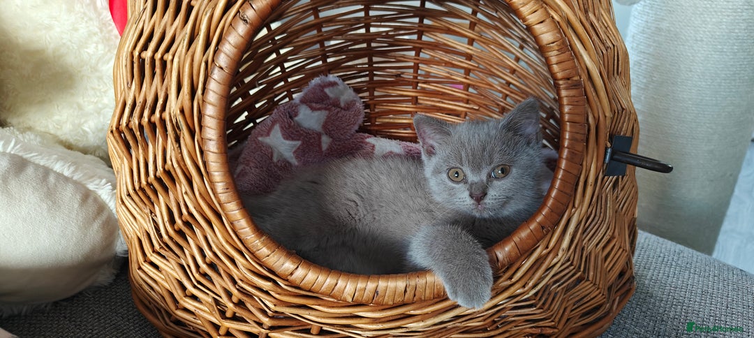 British Shorthair cats for sale: British shorthair blue / lilac kittens  - Image 31