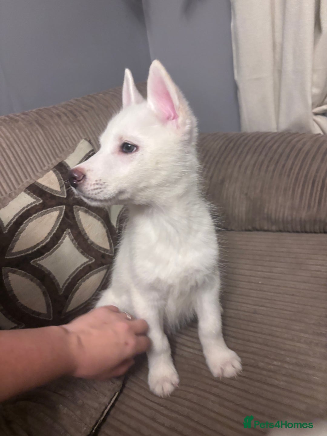 Utonagan dogs for sale: Husky (Utonagon) Puppies  - Image 1