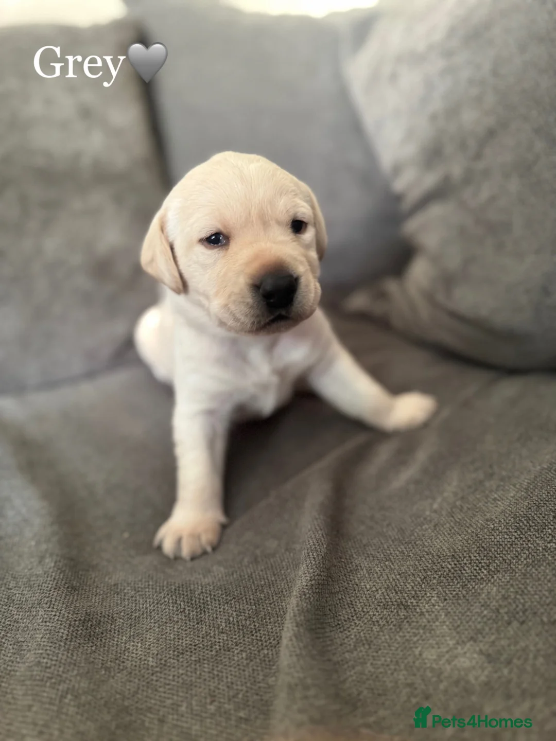 Labrador Retriever dogs for sale: KC Labrador Pups, Champion Line, Health Tested - Advert 2