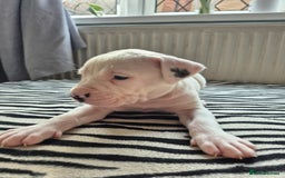 American Bulldog dogs for sale: American Bulldog Puppies  - Image 4