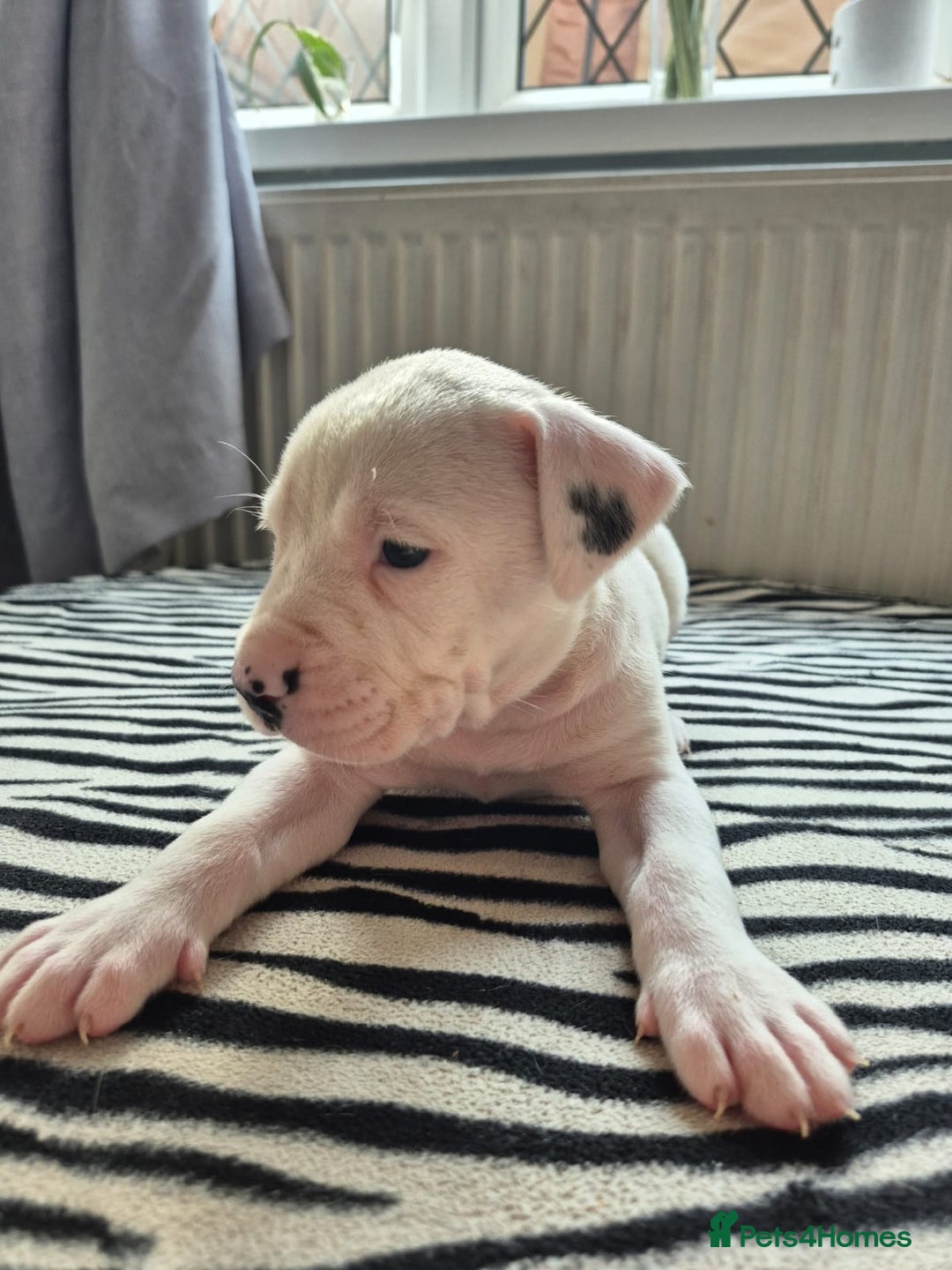 American Bulldog dogs for sale: American Bulldog Puppies  - Image 4