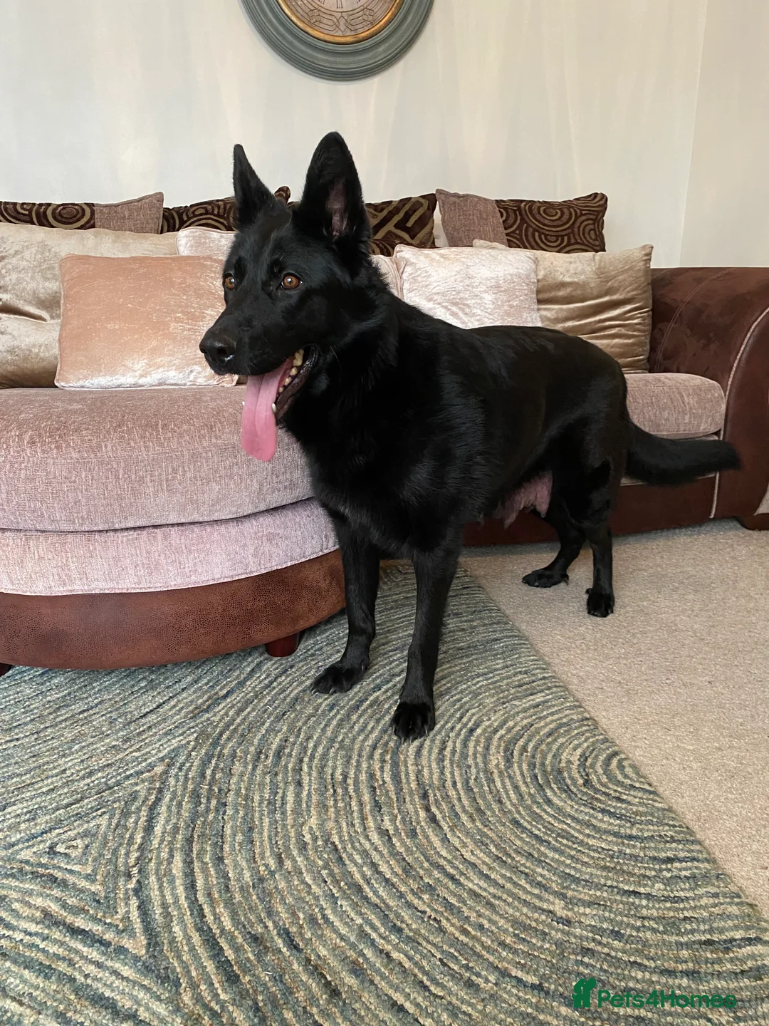 German Shepherd dogs for sale: German shepherd puppies  - Advert 15